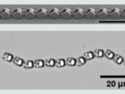 Microrobots Move Without Brains or Electronics