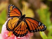 Butterfly Wings Inspire a New Class of Earthquake-Resistant Structures