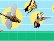 Insect Flight Research Brings Greater Stability to Flapping Robots