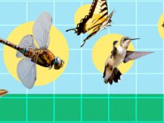 Insect Flight Research Brings Greater Stability to Flapping Robots