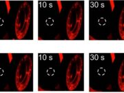 Light Responsive 3D-Printed Optics Open New Possibilities for Adaptive Photonic Devices